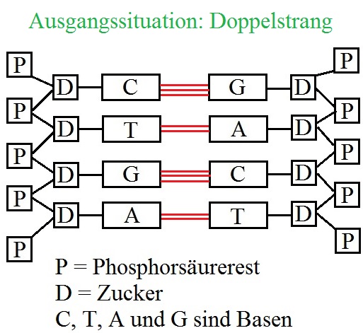 dna-replikation-ausgangssituation