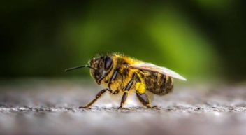 Das spannende Leben der Insekten