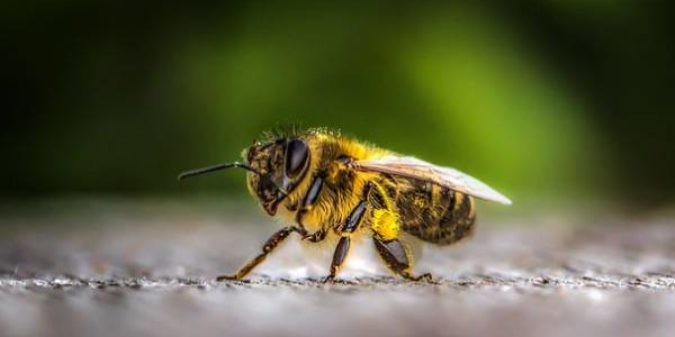 Das spannende Leben der Insekten