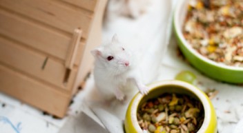 Tiermedizinische(r) Fachangestellte(r) – Was machen die eigentlich?