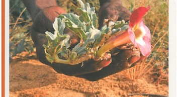 Unterrichtsmaterial: Heilkraft der Natur – Heilpflanzen nachhaltig nutzen