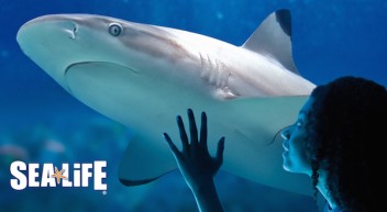 SEA LIFE Aquarien – das Klassenzimmer unter Wasser