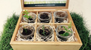 Taste Sensation – Happy Garden Plant your happiness and let it grow!