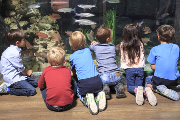 SEA LIFE Aquarien – Tauchen Sie ein und erleben Sie noch Mee(h)r! Exkursionen & Klassenfahrten Für Lernende Lernorte Lernorte: Erlebnismuseen Schulfächer Übergreifend SEA LIFE Aquarien – Tauchen Sie ein und erleben Sie noch Mee(h)r! Exkursionen & Klassenfahrten Für Lernende Lernorte Lernorte: Erlebnismuseen Schulfächer Übergreifend