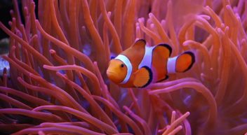 Meeresbiologie studieren